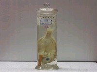 藏品(赤鯮)的圖片